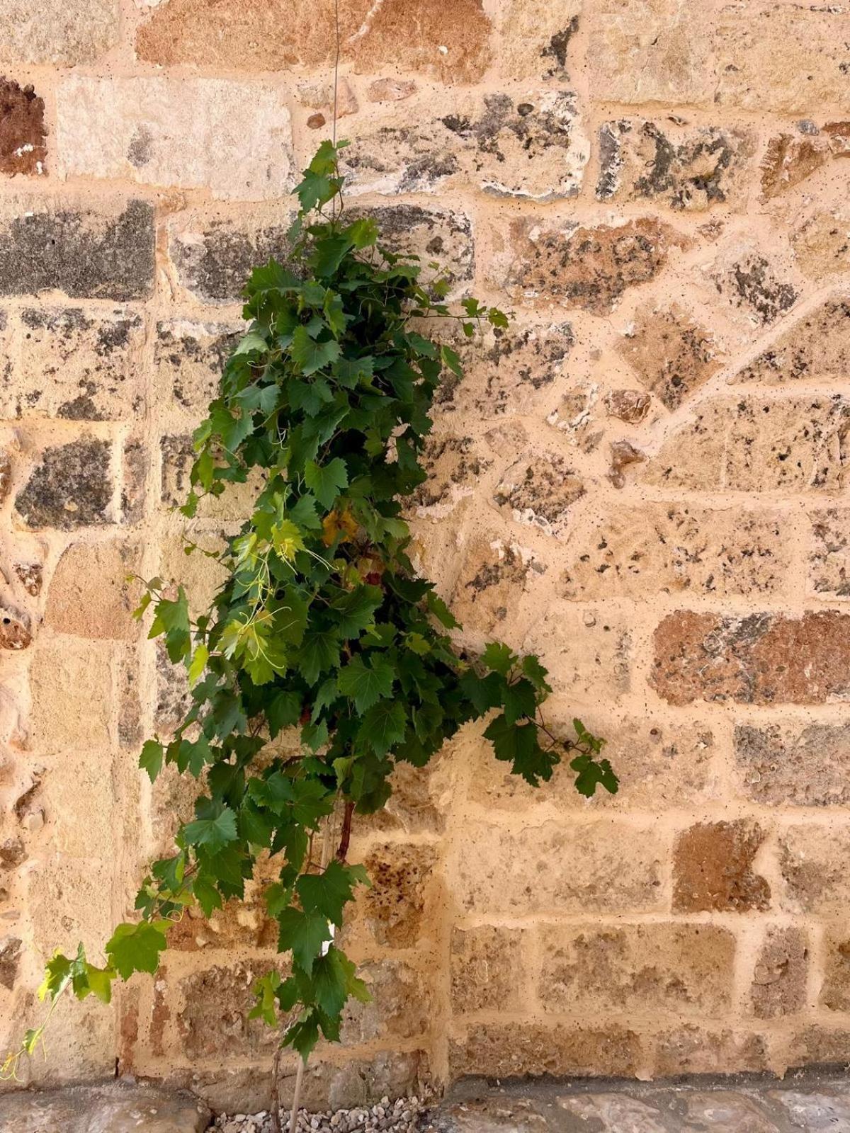 Masseria Voluzzi Copertino Bagian luar foto